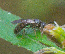 Plancia ëd Lasioglossum fuscipenne (Smith 1853)