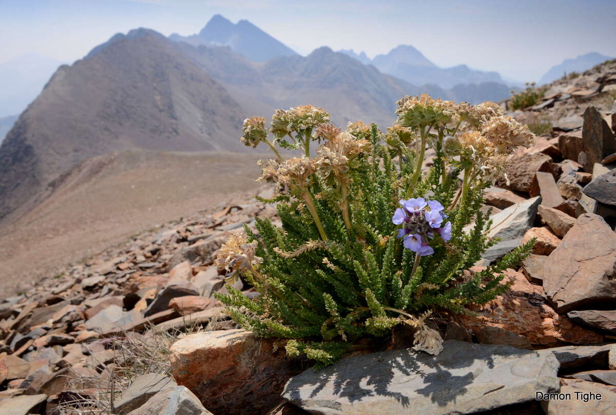 Слика од Polemonium eximium Greene