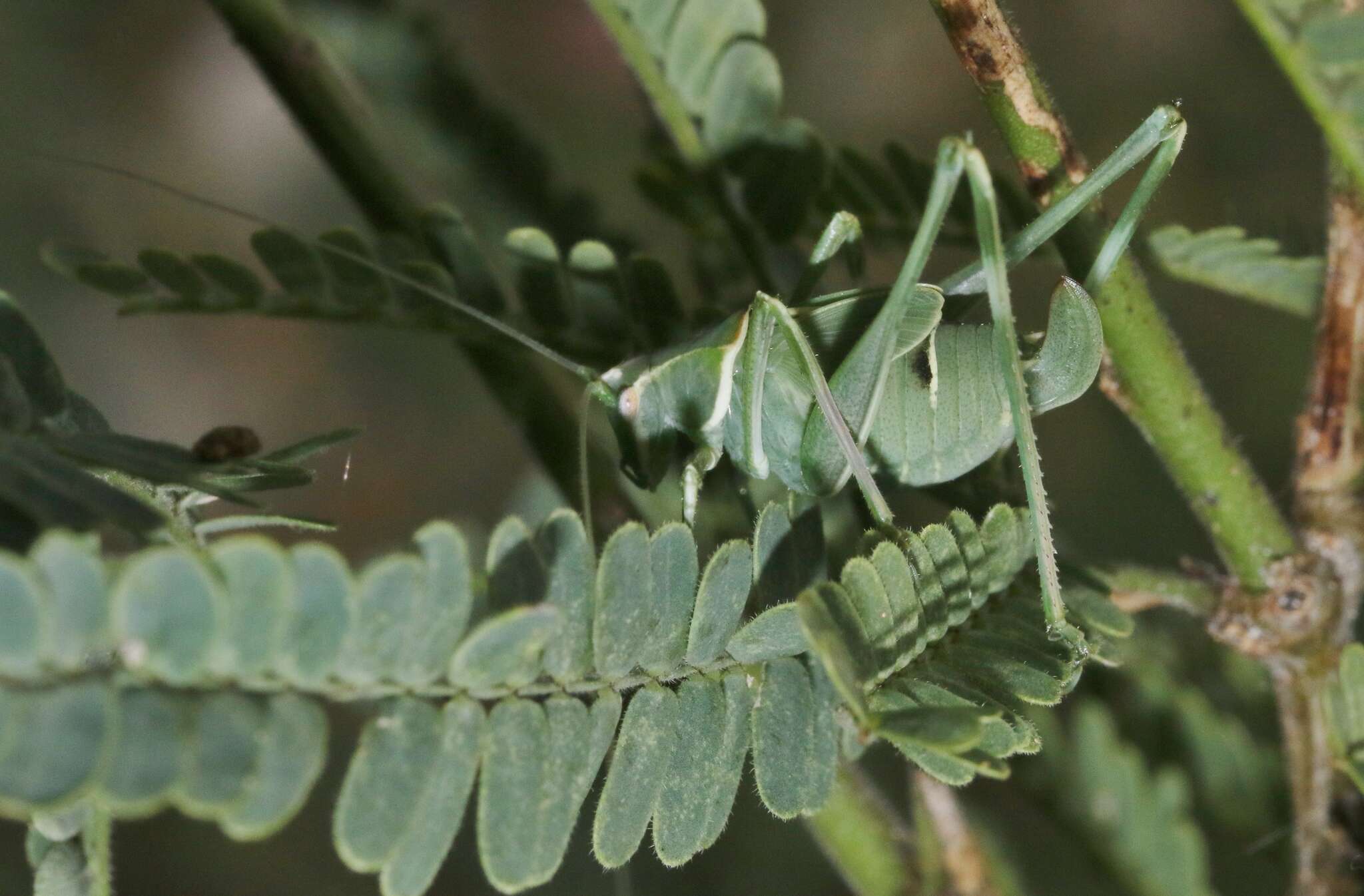 Image of Elegant Bush Katydid