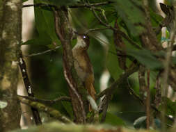 Image of Pernambuco Foliage-gleaner