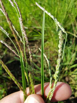 Imagem de Eriochloa pseudoacrotricha (Stapf ex Thell.) J. M. Black