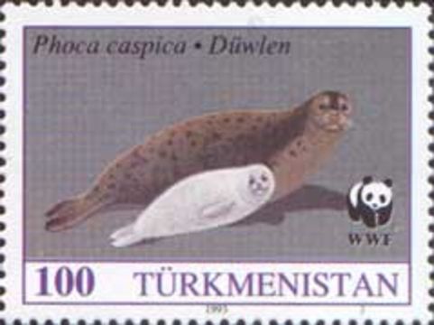 Image of <i>Pusa caspica</i> (Gmelin 1788)