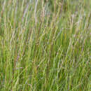 Image of Fisher's Tundra Grass