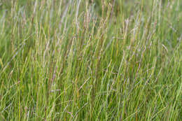 Image of tundragrass