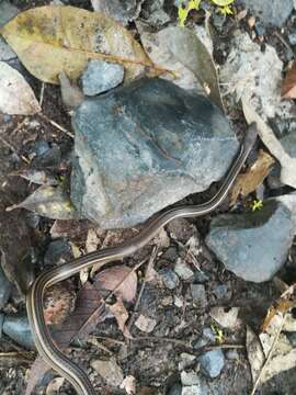 Image of Nuevo Leon Graceful Brown Snake