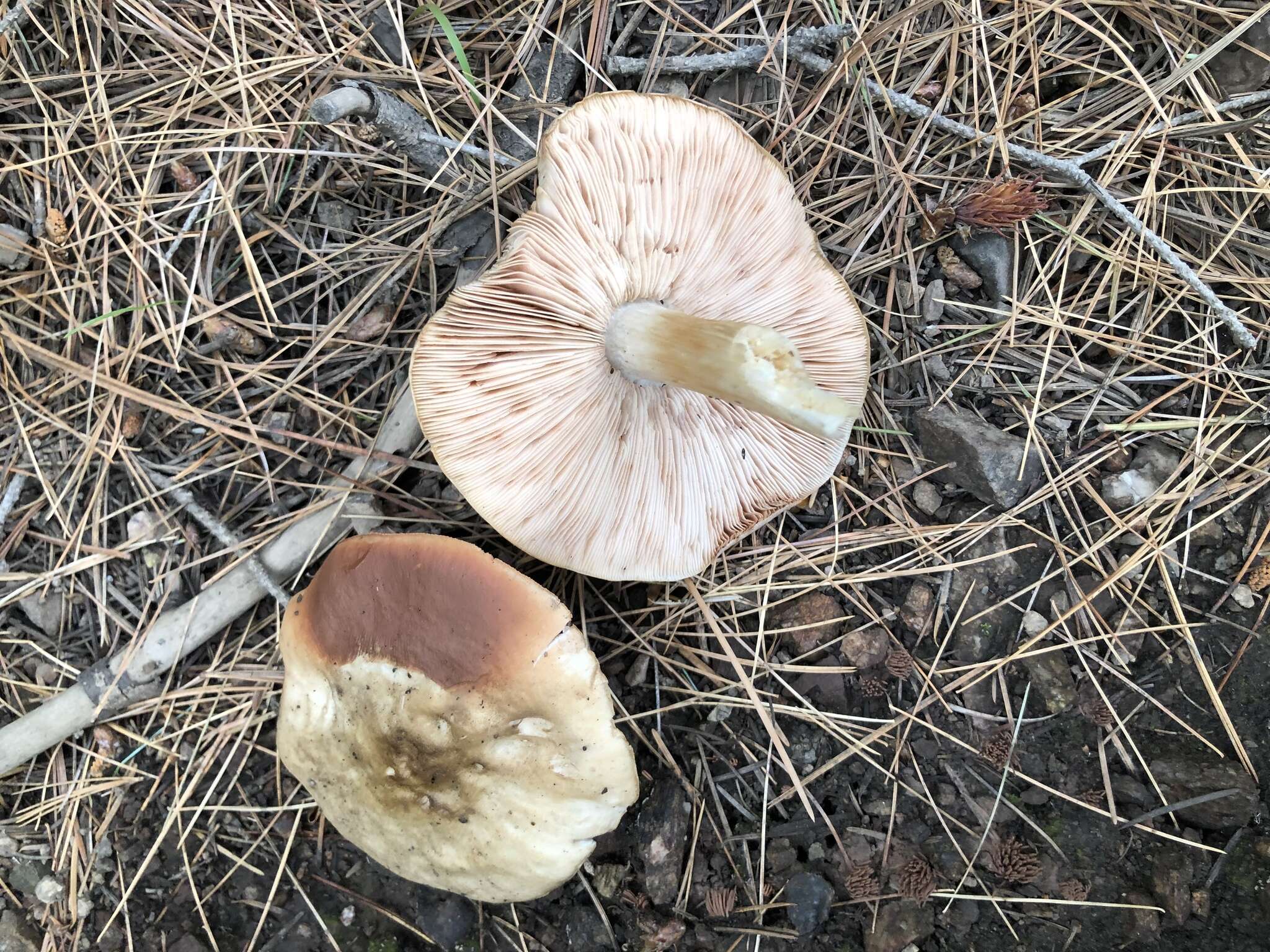 Image of Pluteus brunneidiscus Murrill 1917