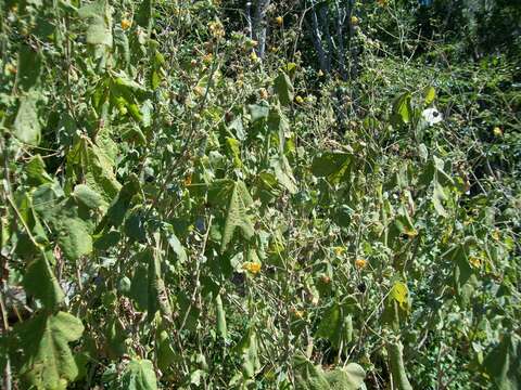 Image of Asian Indian-Mallow