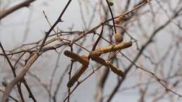 Image of screwbean mesquite