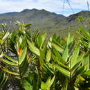 Plancia ëd Greslania circinata Balansa