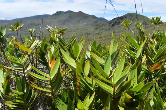 Plancia ëd Greslania circinata Balansa