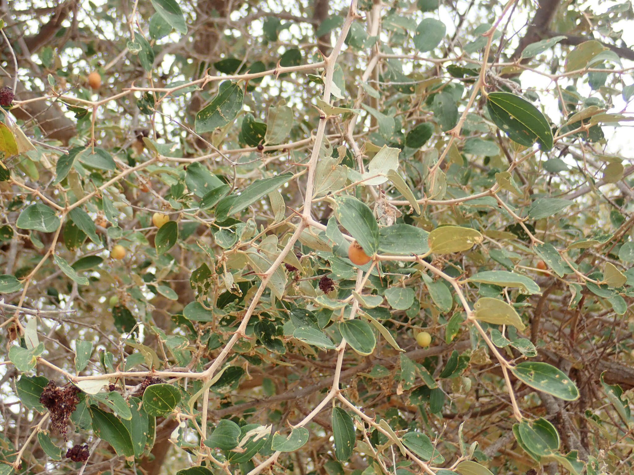 Image of Indian Jujube