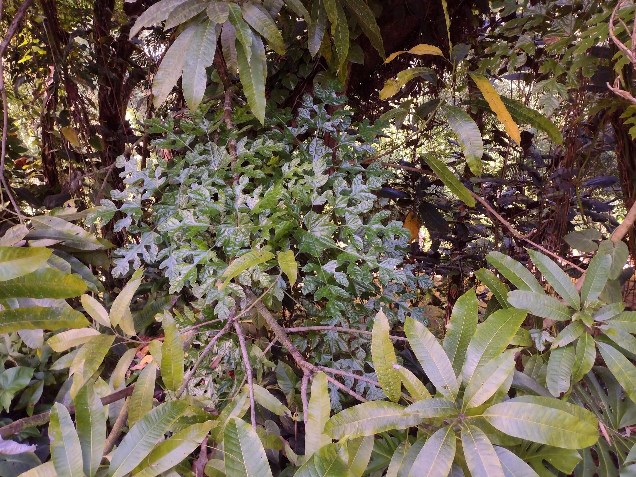 Image of Trevesia palmata (Roxb. ex Lindl.) Vis.