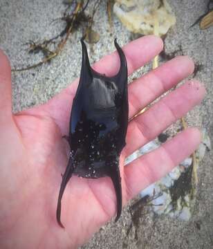 Image of Spotted Ray