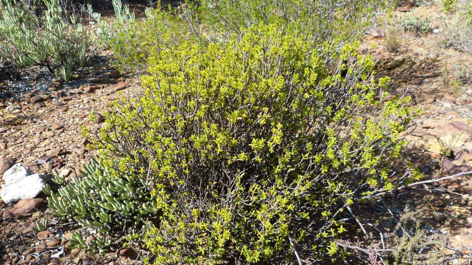 Image of Pteronia elongata Thunb.