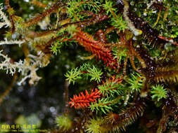 Image of Oriental clubmoss