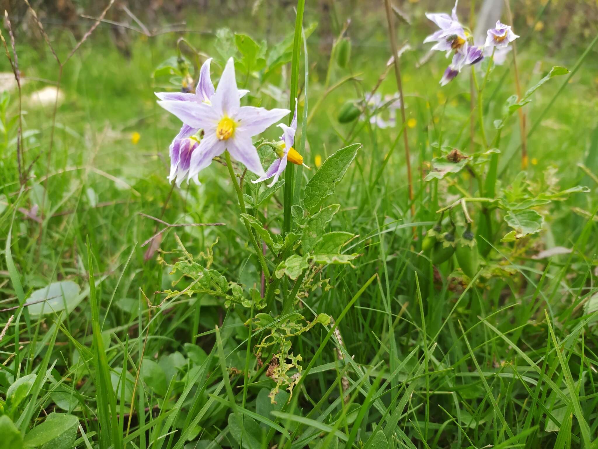 Image of Commerson's nightshade