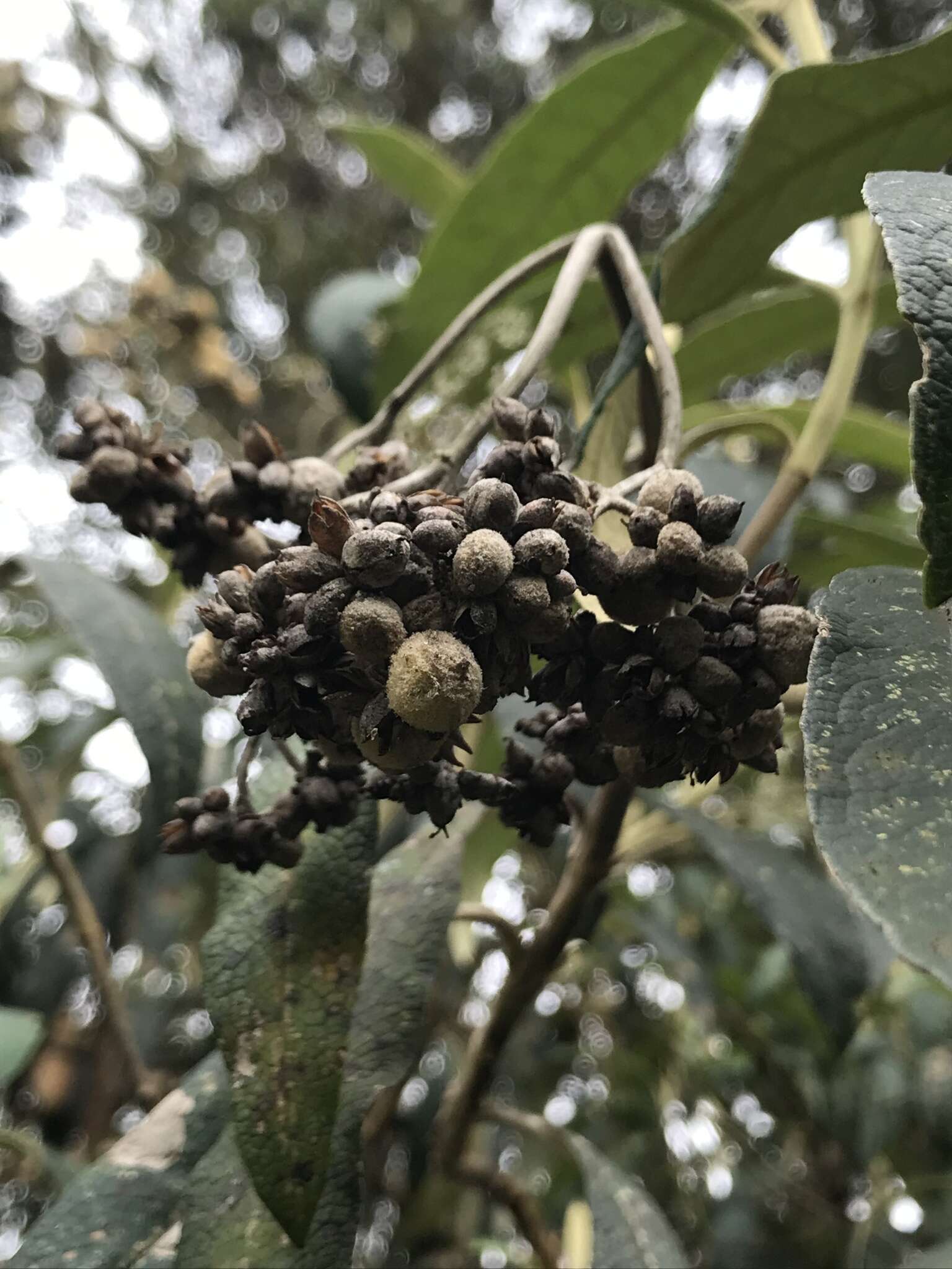 Слика од Buddleja incana Ruiz & Pav.