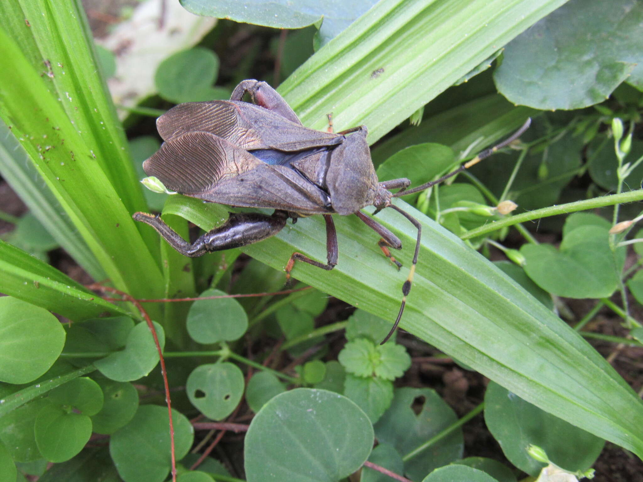 Pachylis laticornis (Fabricius 1798)的图像