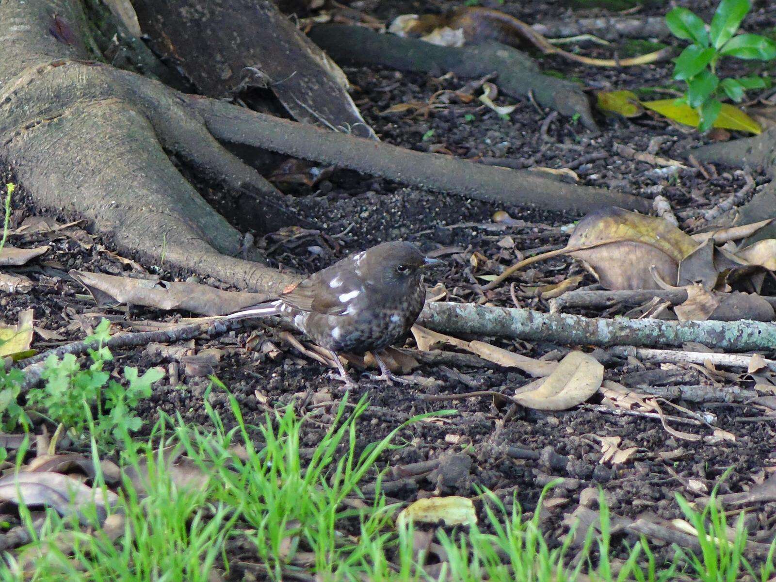 Turdus merula merula Linnaeus 1758 resmi