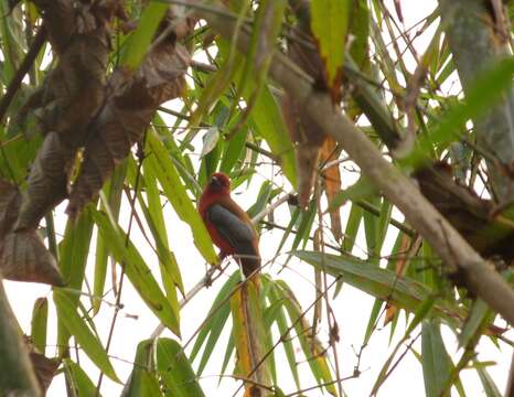 Image of Red-headed Trogon