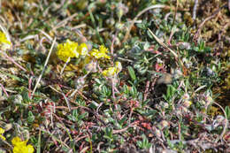 Imagem de Helianthemum canum subsp. incanum (Willk.) Rivas Mart.