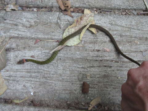 Image of Black-banded Keelback