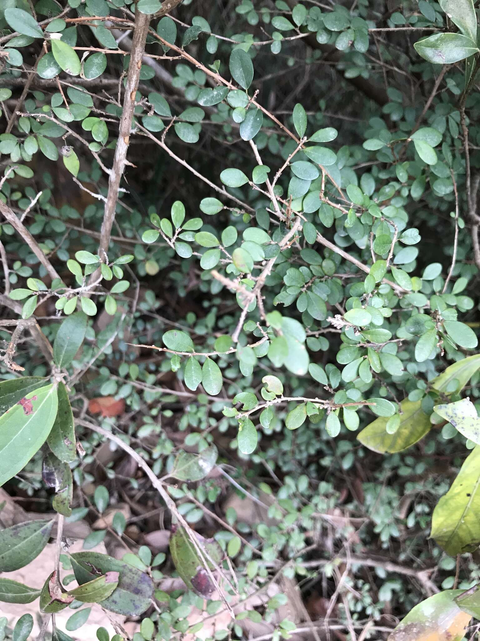 Image of Phyllanthus cochinchinensis Spreng.