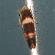 Image of Grapevine Leafhopper