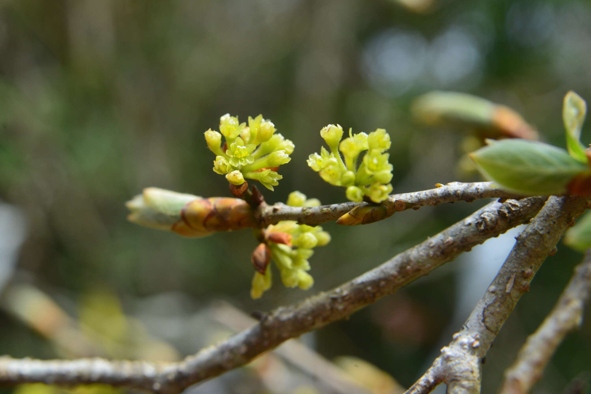 Image of Lindera erythrocarpa Makino