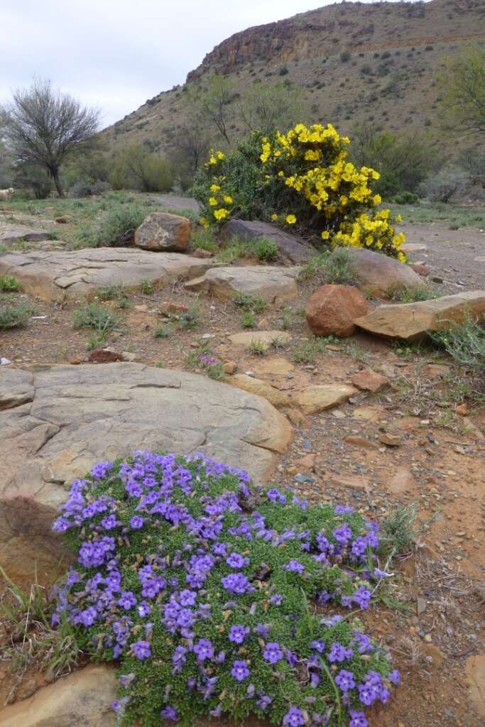 Sivun Aptosimum procumbens (Lehm.) Burch. ex Steud. kuva