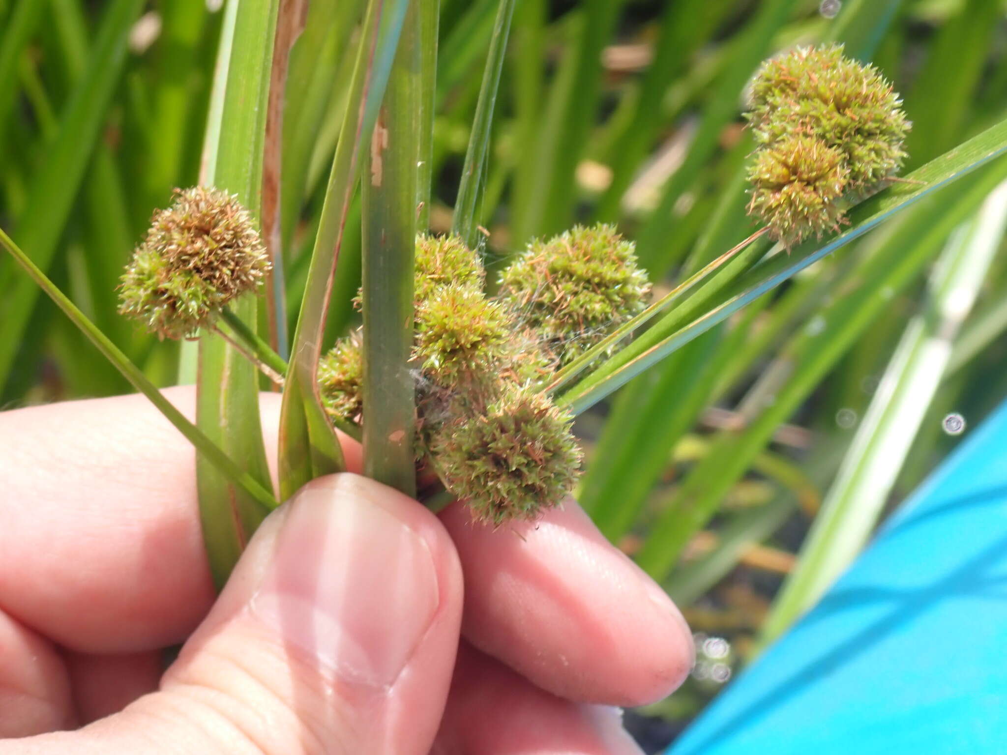 Слика од Cyperus blepharoleptos Steud.