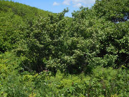 Image of Manchurian honeysuckle