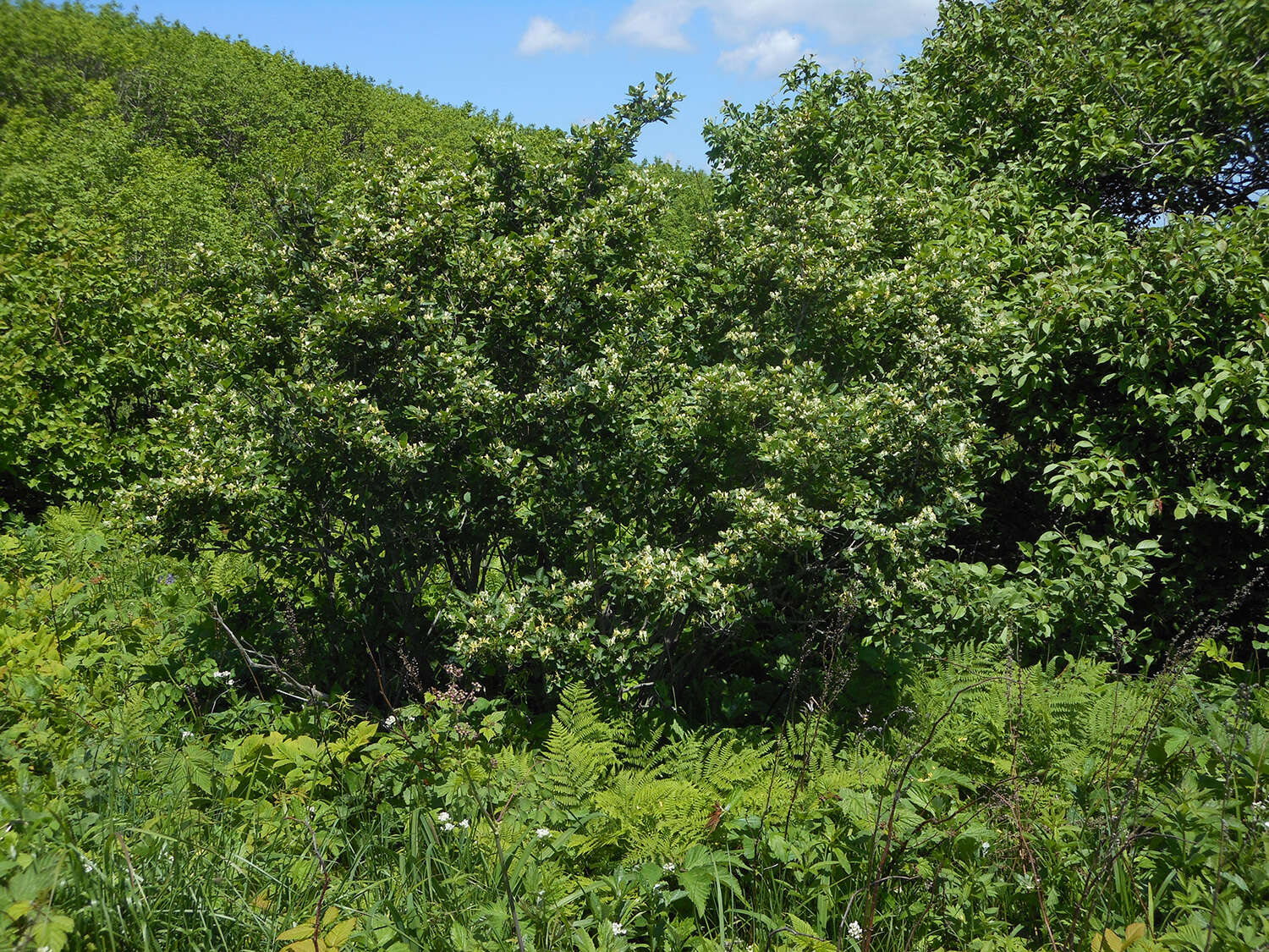 Image of Manchurian honeysuckle