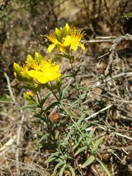 Plancia ëd Hypericum concinnum Benth.