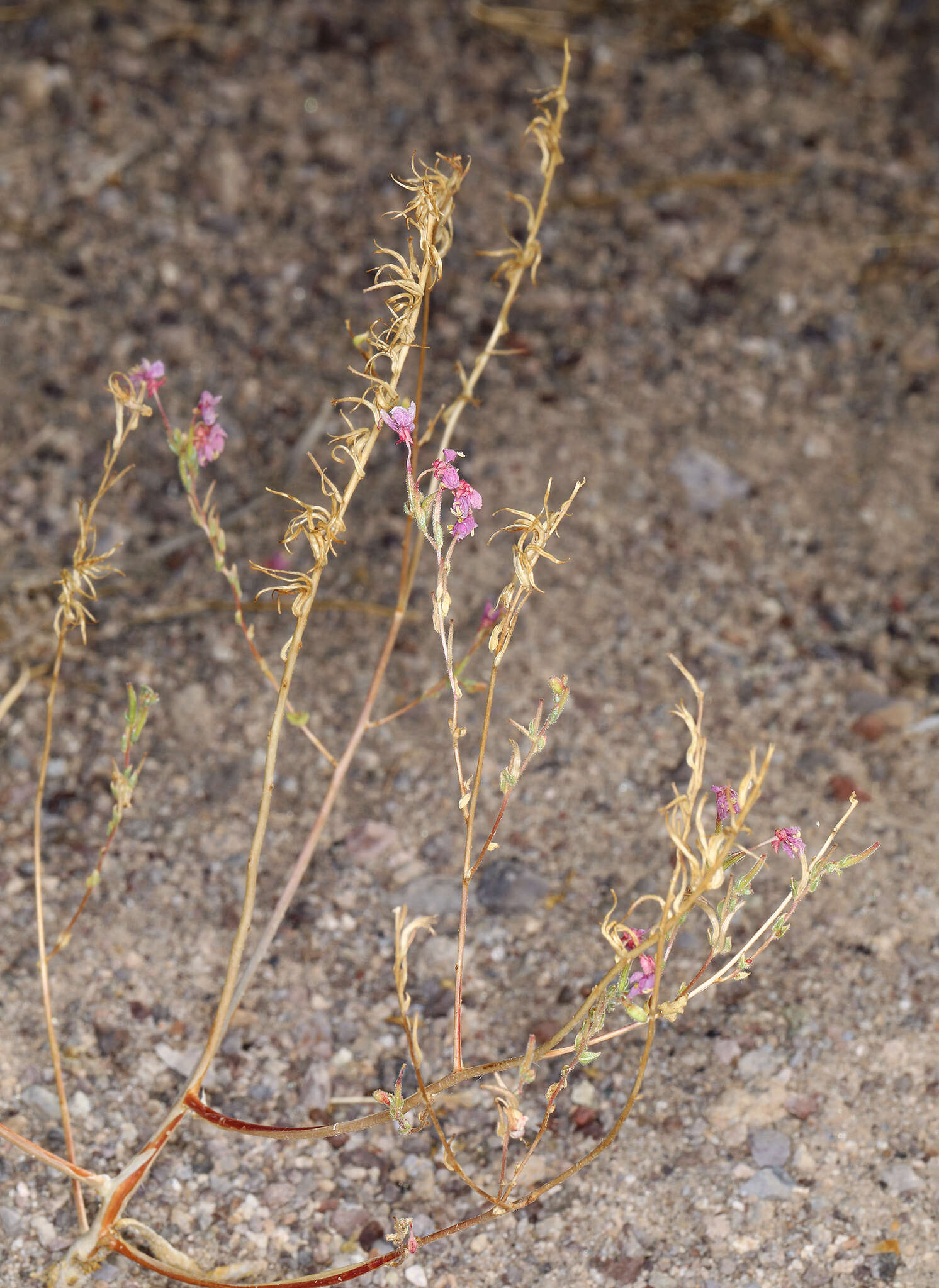 Image of Booth's evening primrose