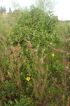 Image of <i>Myoporum <i>laetum</i></i> var. laetum