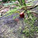 Masdevallia infracta Lindl.的圖片