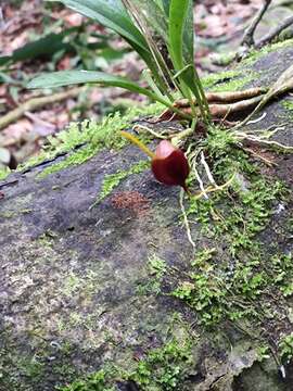 Masdevallia infracta Lindl.的圖片