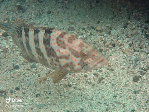 Image of Duskytail grouper