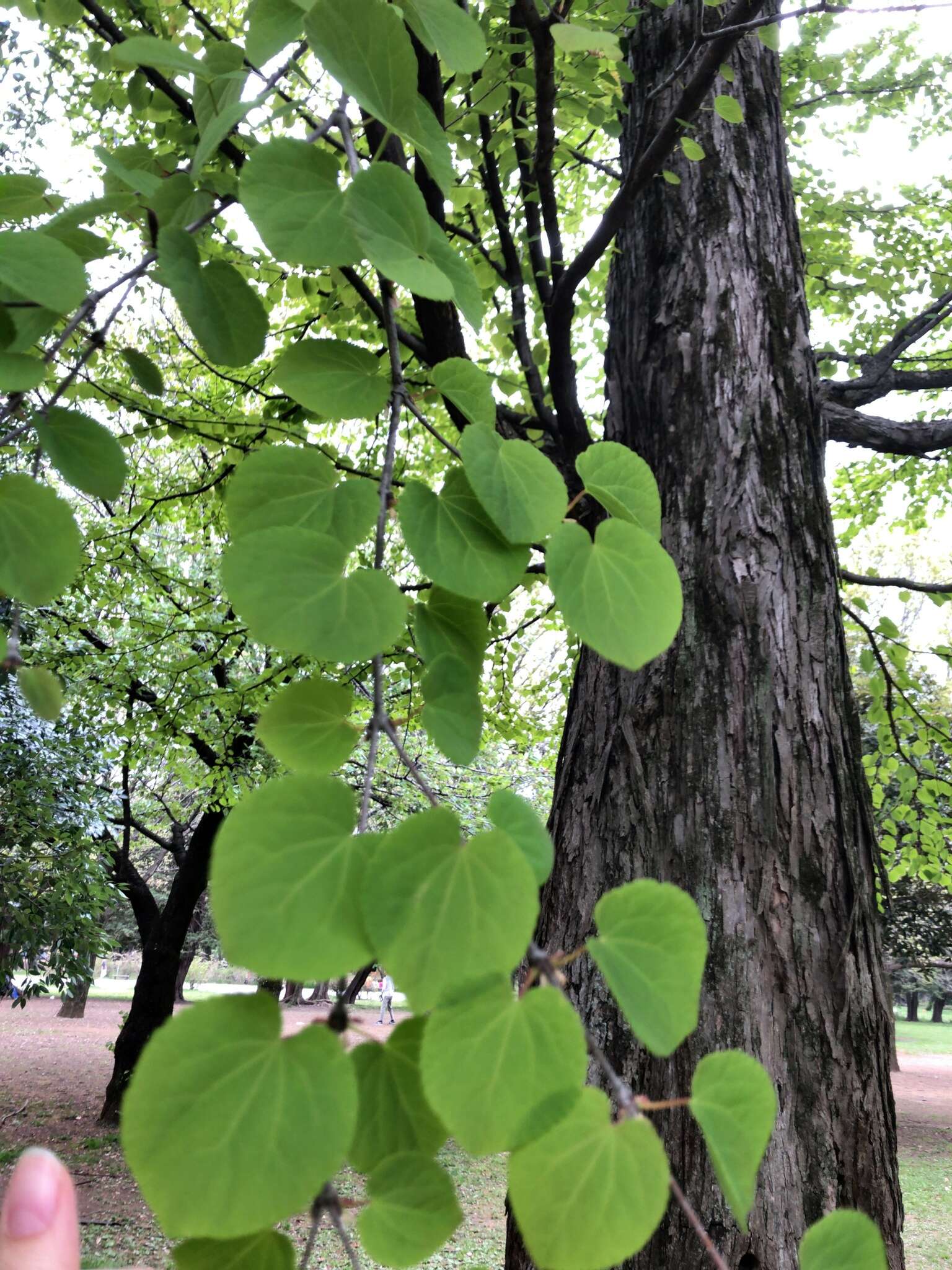 Image of katsura tree family