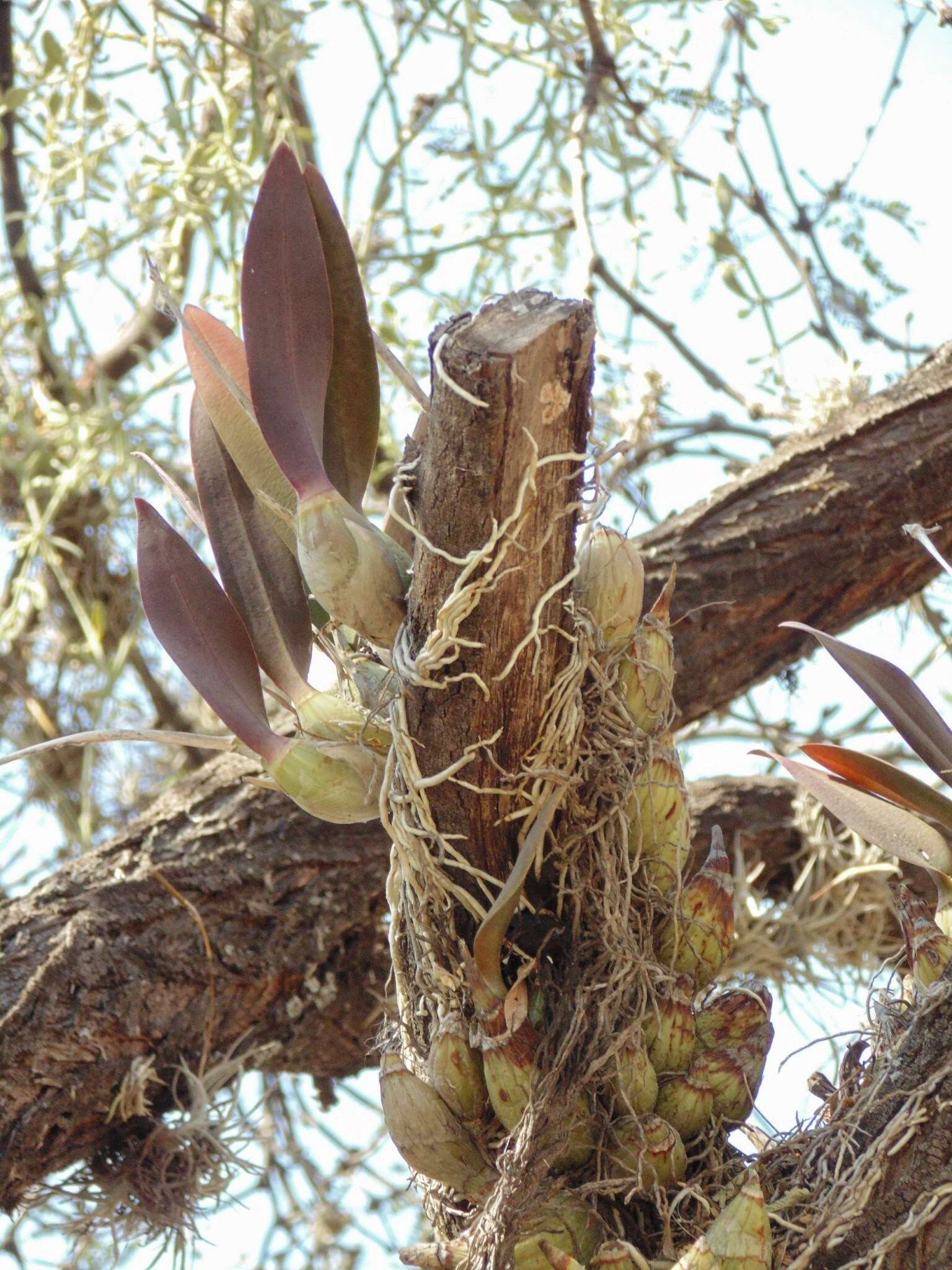 Слика од Laelia speciosa (Kunth) Schltr.