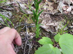 Image of Borodinia missouriensis