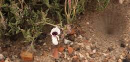 Image of Pelargonium tricolor (Jacq.) Curt.