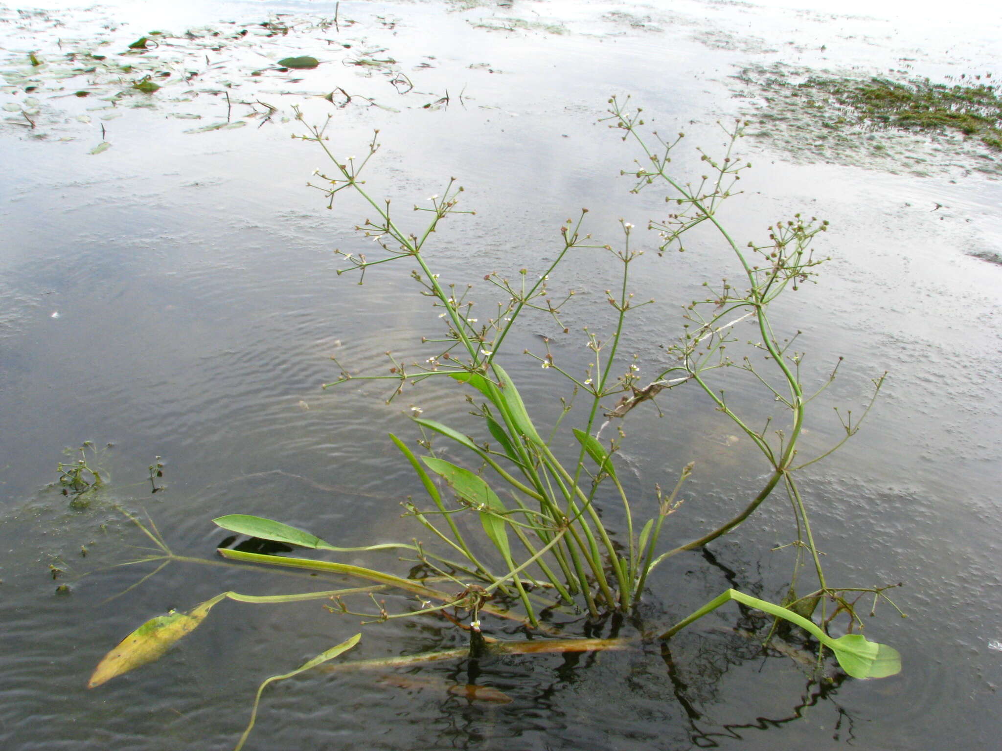 Image of Narrowleaf Water-plantain