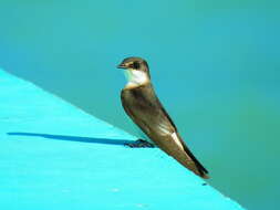 Image of Mangrove Swallow