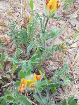 Plancia ëd Anthyllis lotoides L.