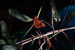 Image of Junonia pacoma