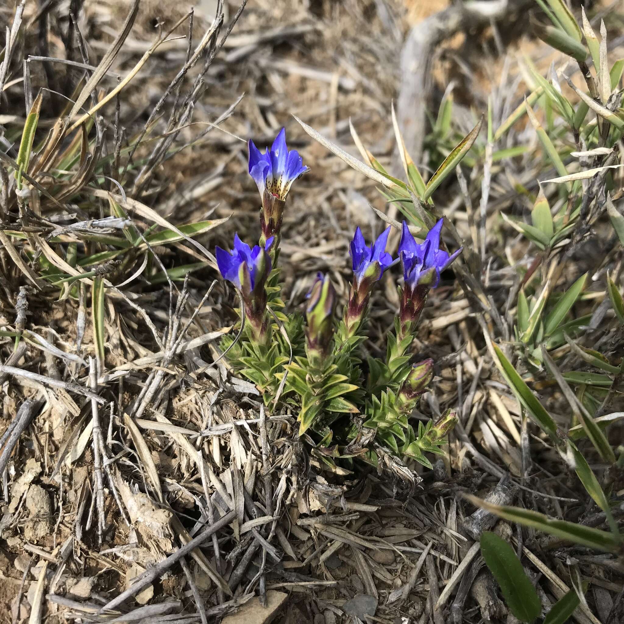 صورة Gentiana arisanensis Hayata