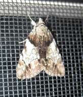 Image of Hawthorn Underwing