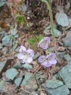 Image de Tonella floribunda A. Gray